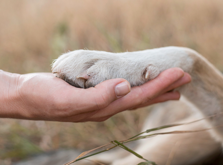 Pet boarding and pet nanny service in Mumbai